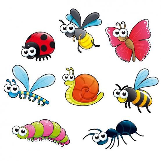 insect